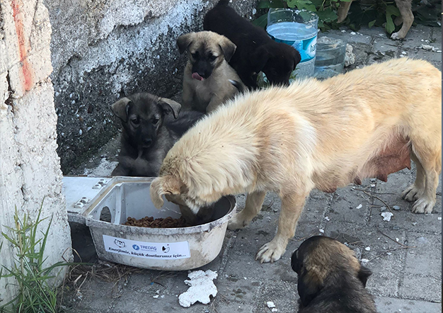 HURDA ARMATÜRLER, SOKAK HAYVANLARI İÇİN HAYATI  AYDINLATIYOR